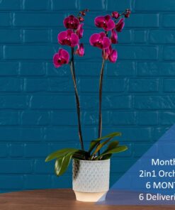 Monthly 2in1 Orchid 6 MONTHS 6 Deliveries