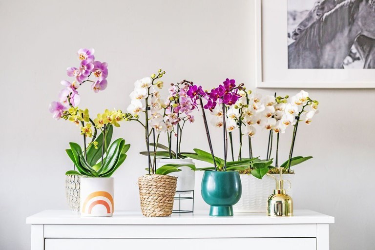 monthly multiple orchid delivery service