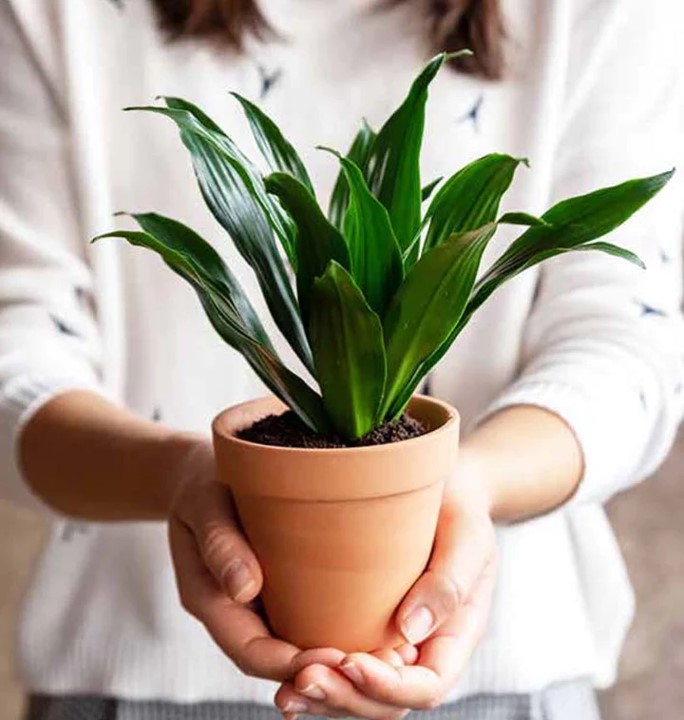 monthly plant delivery Singapore