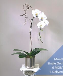 Monthly Single Orchid 6 MONTHS 6 Deliveries