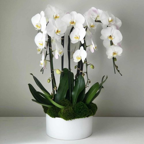 multi stem orchid rental Singapore