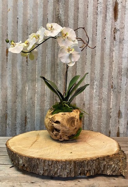 orchid plant rental subscription delivery singapore (2)