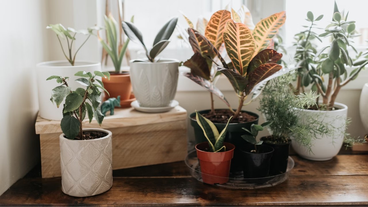 plant subscription singapore